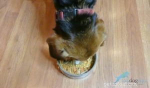 Ricetta:Peperoncino alla pecorina fatto in casa (per cuccioli e persone)