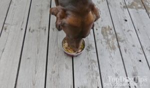 Receita:Comida para cachorro de cozimento lento de frango e legumes
