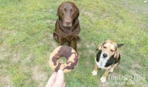 Рецепт:домашнее лакомство с пончиками для собачек
