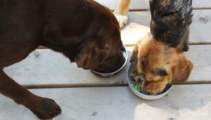Receita:comida caseira para cães nutricionalmente completa