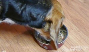 조리법:천연 수제 개밥
