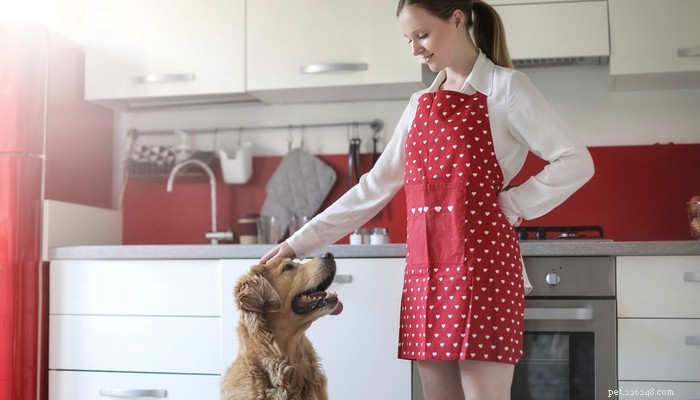 Receita:comida caseira holística para cães