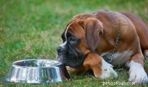 Ricetta:cibo per cani fatto in casa per boxer