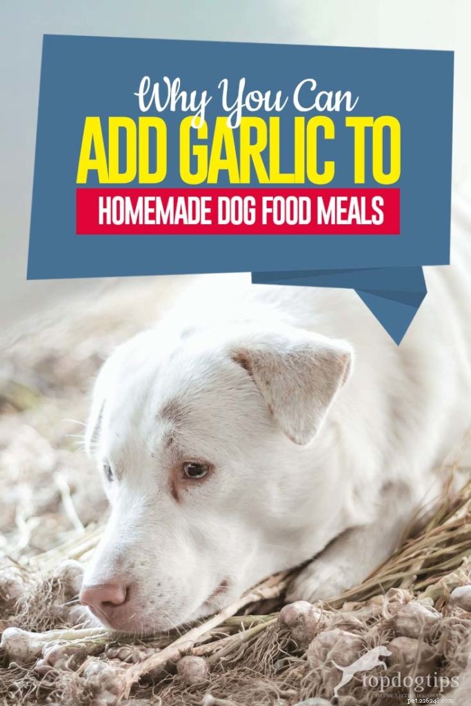Perché aggiungere l aglio alle ricette di cibo per cani fatte in casa