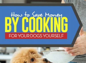 Como economizar dinheiro com comida caseira para cães