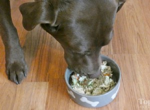 3 choses à savoir avant de passer au régime alimentaire fait maison pour chiens 