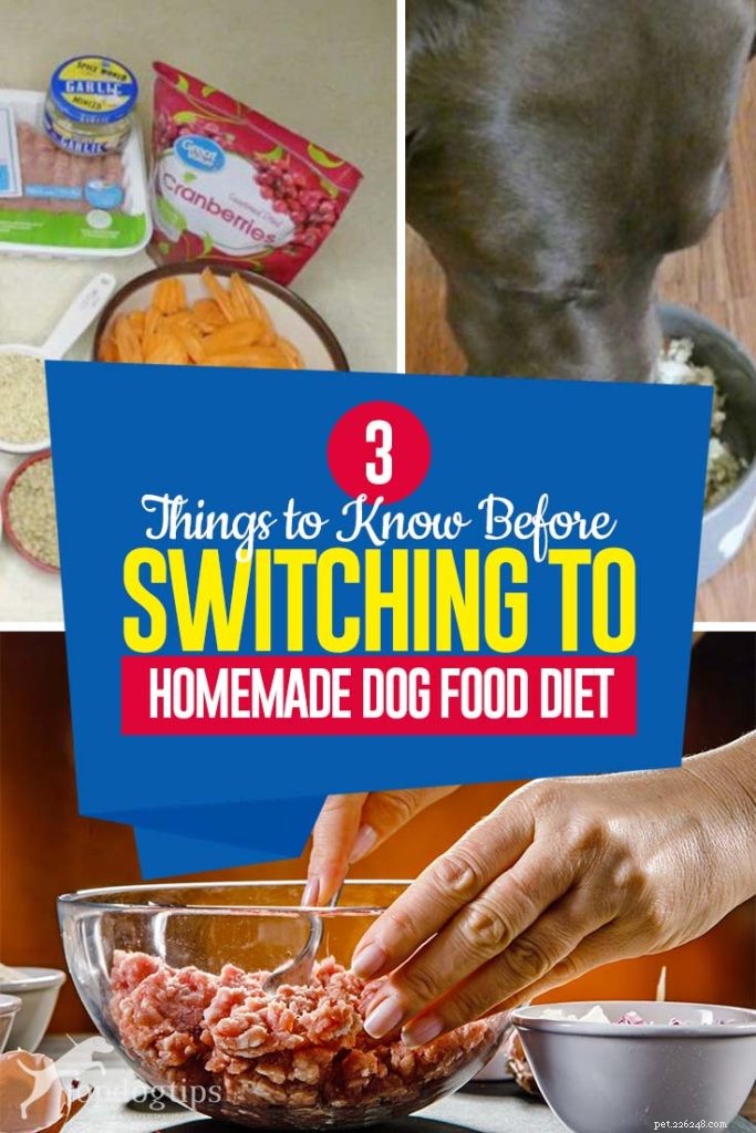 3 coisas a saber antes de mudar para a dieta caseira para cães
