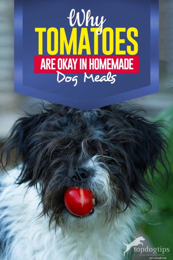 Tomaten in zelfgemaakte recepten voor hondenvoer
