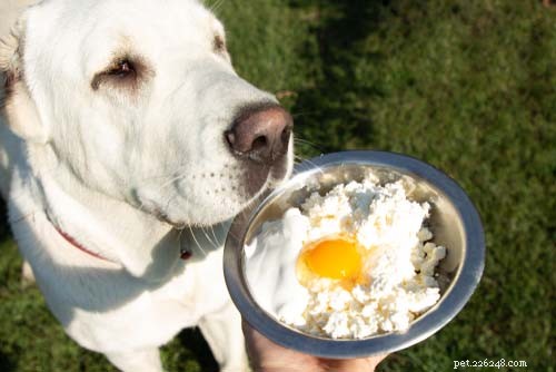 Zuivelproducten gebruiken in zelfgemaakte recepten voor hondenvoer