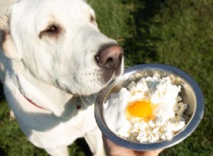 Používání mléčných výrobků v receptech na domácí krmivo pro psy