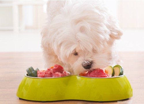 101 receitas de comida caseira para cães aprovadas por veterinários