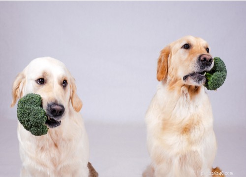 101 ricette di cibo per cani fatte in casa approvate dai veterinari