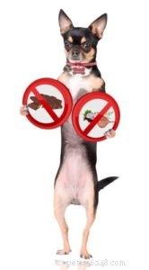 8 potentiële gevaren van zelfgemaakt hondenvoer waar je op moet letten