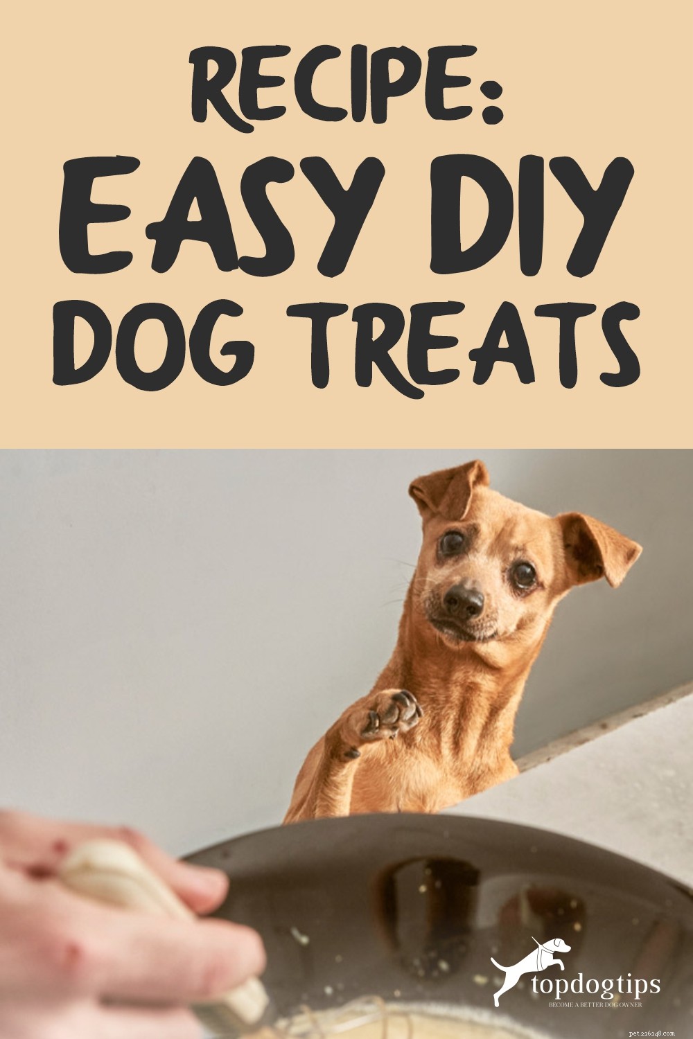 Ricetta:snack per cani facili e fai da te