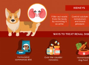 Receita:comida caseira para cães para doenças renais