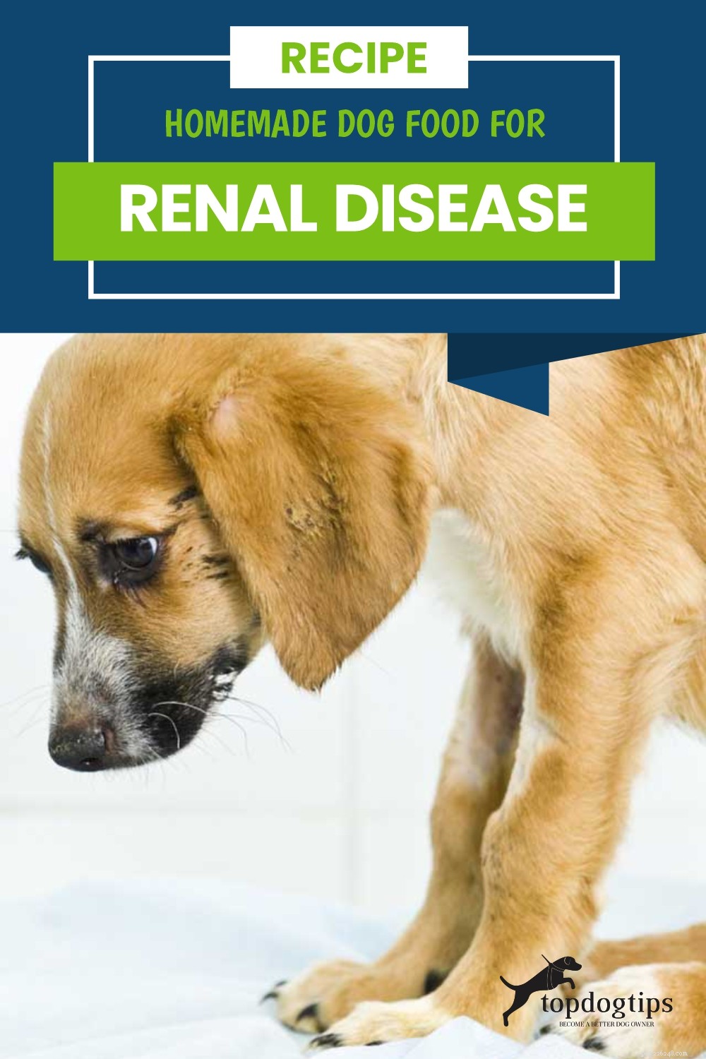 Receita:comida caseira para cães para doenças renais