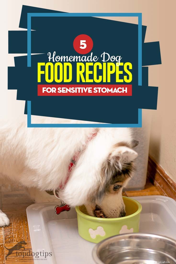5 domácích receptů na krmivo pro psy pro citlivý žaludek