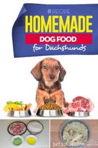 Recette :Nourriture maison pour chiens pour teckels