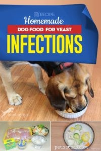Recette :Nourriture maison pour chiens contre les infections à levures