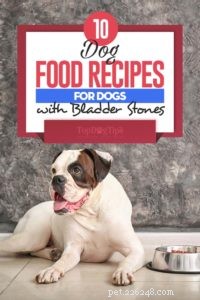 Domácí krmivo pro psy proti kamenům v močovém měchýři, recepty