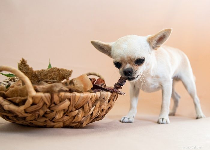 50 melhores receitas caseiras de comida de cachorro