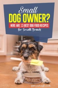 13 ricette fatte in casa per cani di piccola taglia