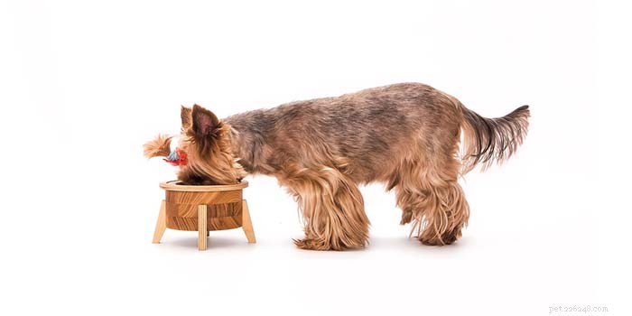 13 domácích receptů na krmivo pro malé psy