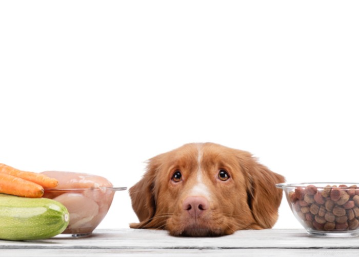 Receitas caseiras de comida de cachorro crua fácil