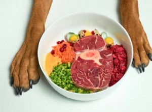 수제 개밥에 대한 20가지 찬반 양론