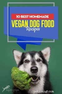 10 migliori ricette vegane per cani fatte in casa