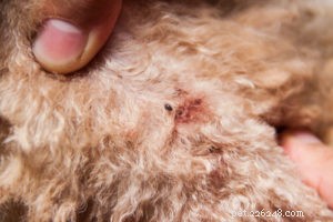 Receita caseira de guloseimas para cães de prevenção de pulgas