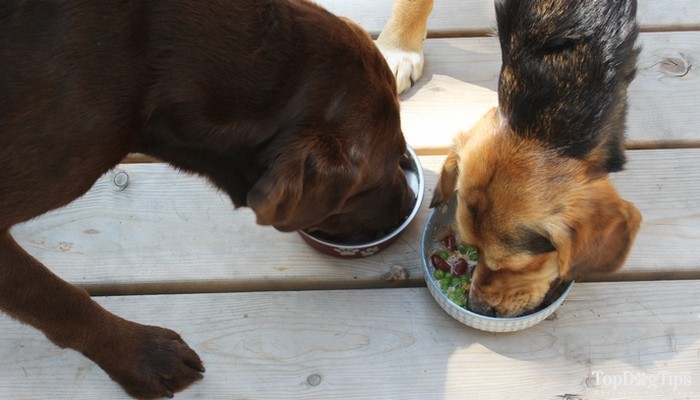 Ricetta di cibo per cani senza cereali fatto in casa