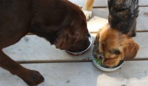 Recette :Nourriture maison pour chiens à la poêle au poulet et aux légumes verts