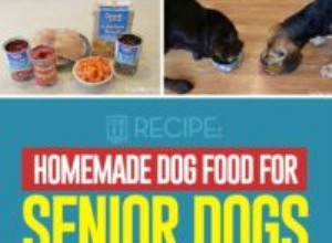 レシピ：シニア犬のための自家製食品 