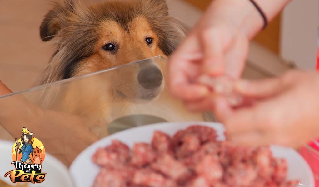 TOP #26 :Qui profite le plus de la nourriture pour chien faite maison 