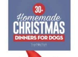 18 receitas caseiras para o jantar de Natal para cachorros