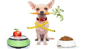 집에서 만든 개밥이 상업용 음식보다 더 나은 10가지 과학적 이유