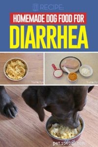 Receita:comida caseira para cães para diarreia