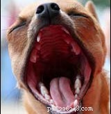 犬のあくびとまばたき–ペットのヒント217