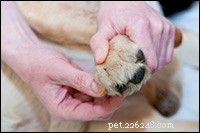 Cani ribelli “Il mio cane è pazzo” – Calma il tuo cane – Consiglio per animali domestici 213