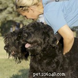 Vad är en Dog Whisperer – Pet tips 215