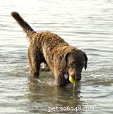 Coda agile nei cani – Suggerimento per animali domestici 140