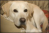 Болевая агрессия у собак – Совет для домашних животных 257