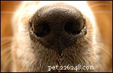 Hundnosar – fakta och myter – Djurtips 115