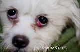 Cherry eye bij honden – Huisdiertip 122