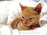 Где спят кошки — чаевые для домашних животных 250