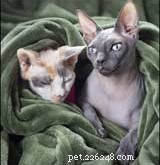 Gatti senza pelo – Consiglio per animali domestici 145