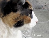 Quel âge a mon chat – Deviner l âge d un chat – Astuce pour animaux de compagnie 201