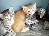 Utvecklingsstadier för kattungar – Pet Tips 249