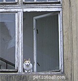 Il mio gatto è scappato – Suggerimento per animali domestici 244